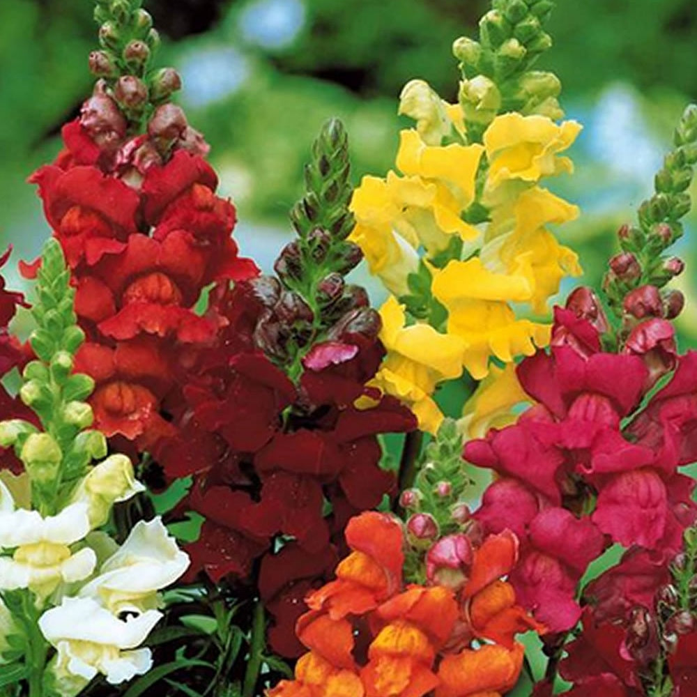 5 Tapis de graines Massif ensoleillé - Tapis de graines massif ensoleillé - Willemse