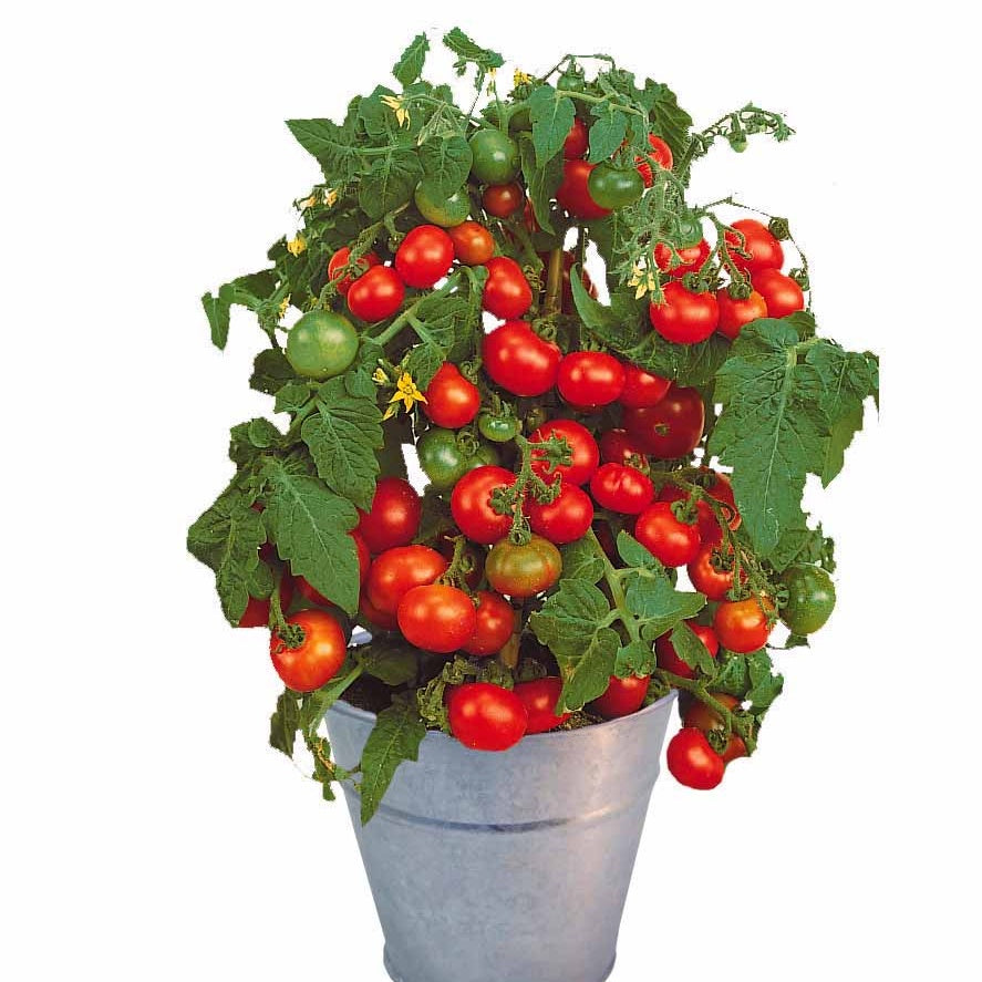 Kit Tomate cerise - Solanum lycopersicum - Willemse