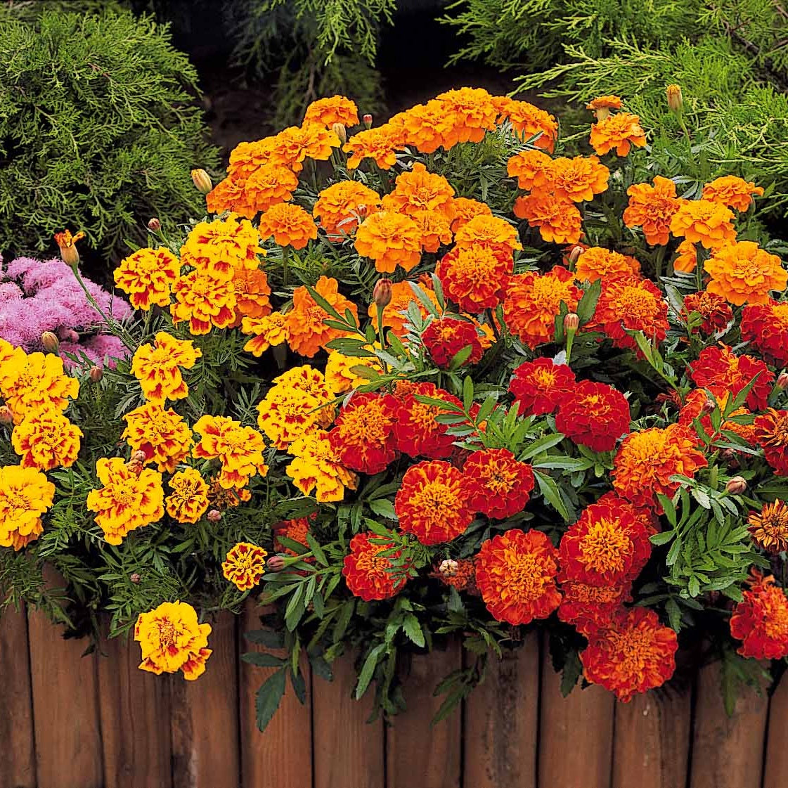 Oeillet d'Inde Honeycomb - Tagetes patula honeycomb - Œillets d'Inde et roses d'Inde