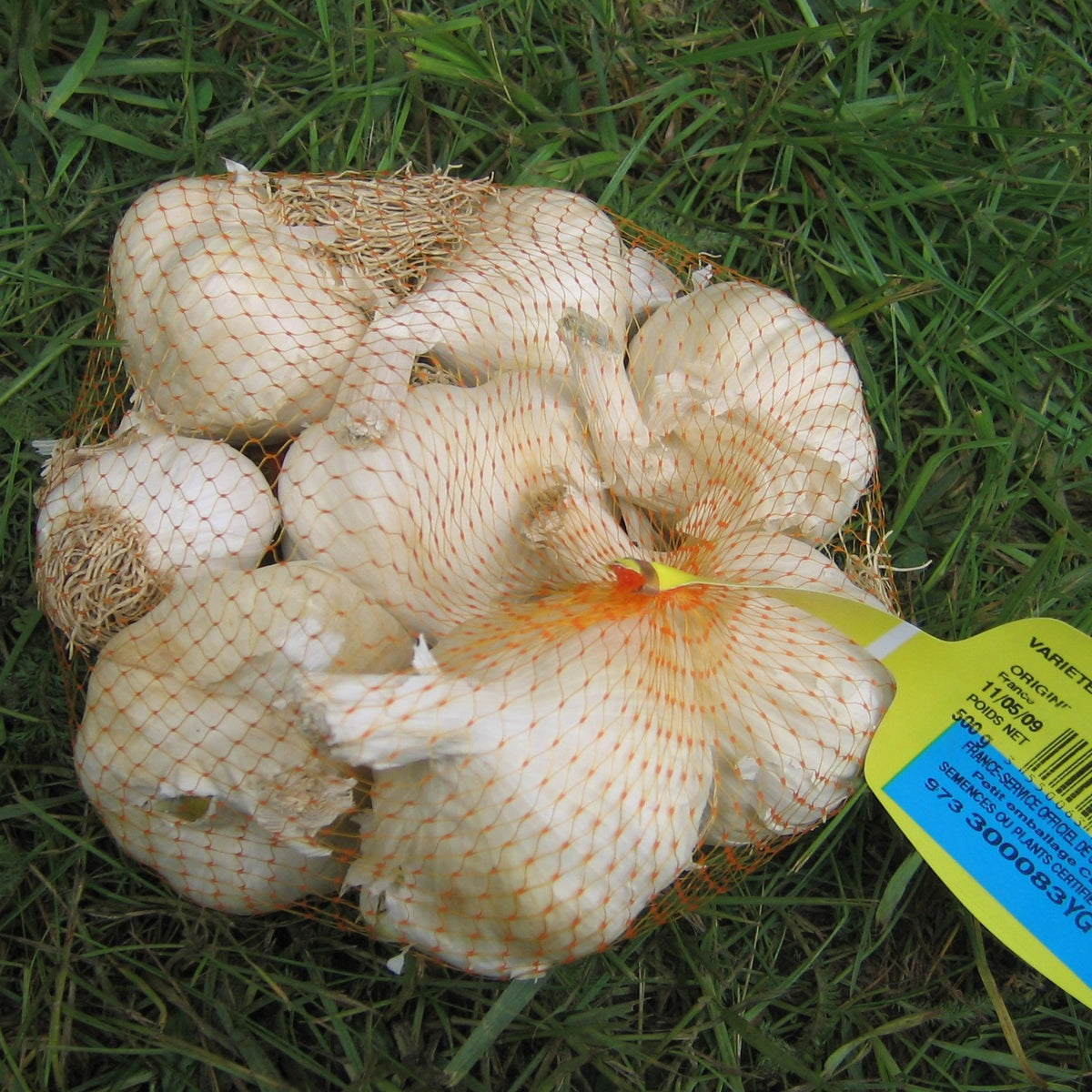 Ail rose flavor - Allium sativum flavor - Willemse