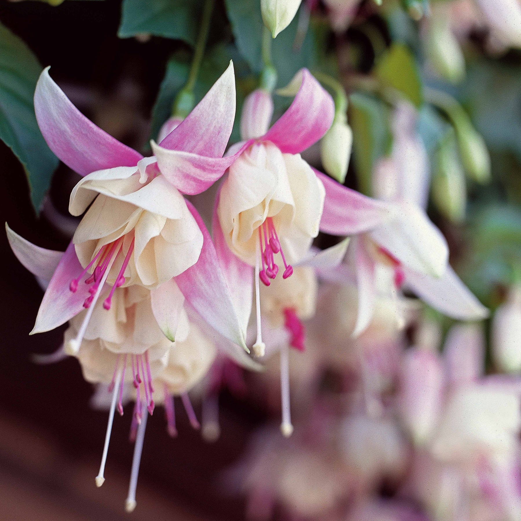 3 Fuchsias résistants au gel Annabel