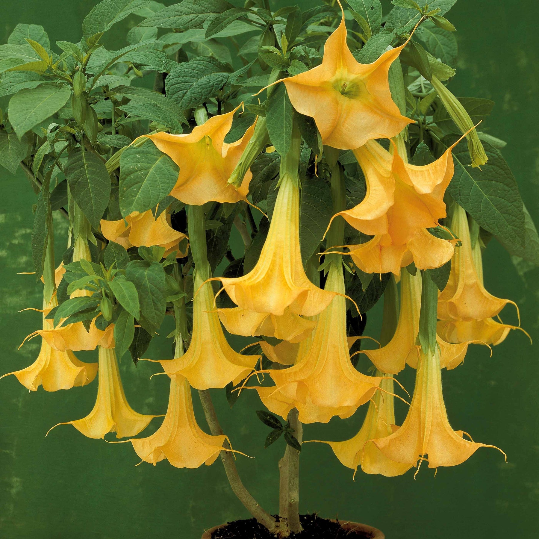 Brugmansia jaune - Brugmansia jaune - Brugmansias