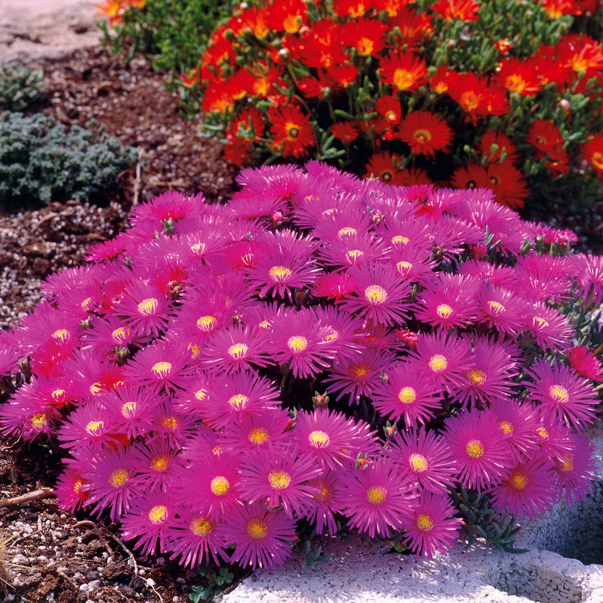 3 Ficoïdes violettes - Lampranthus aurantiacus - Willemse