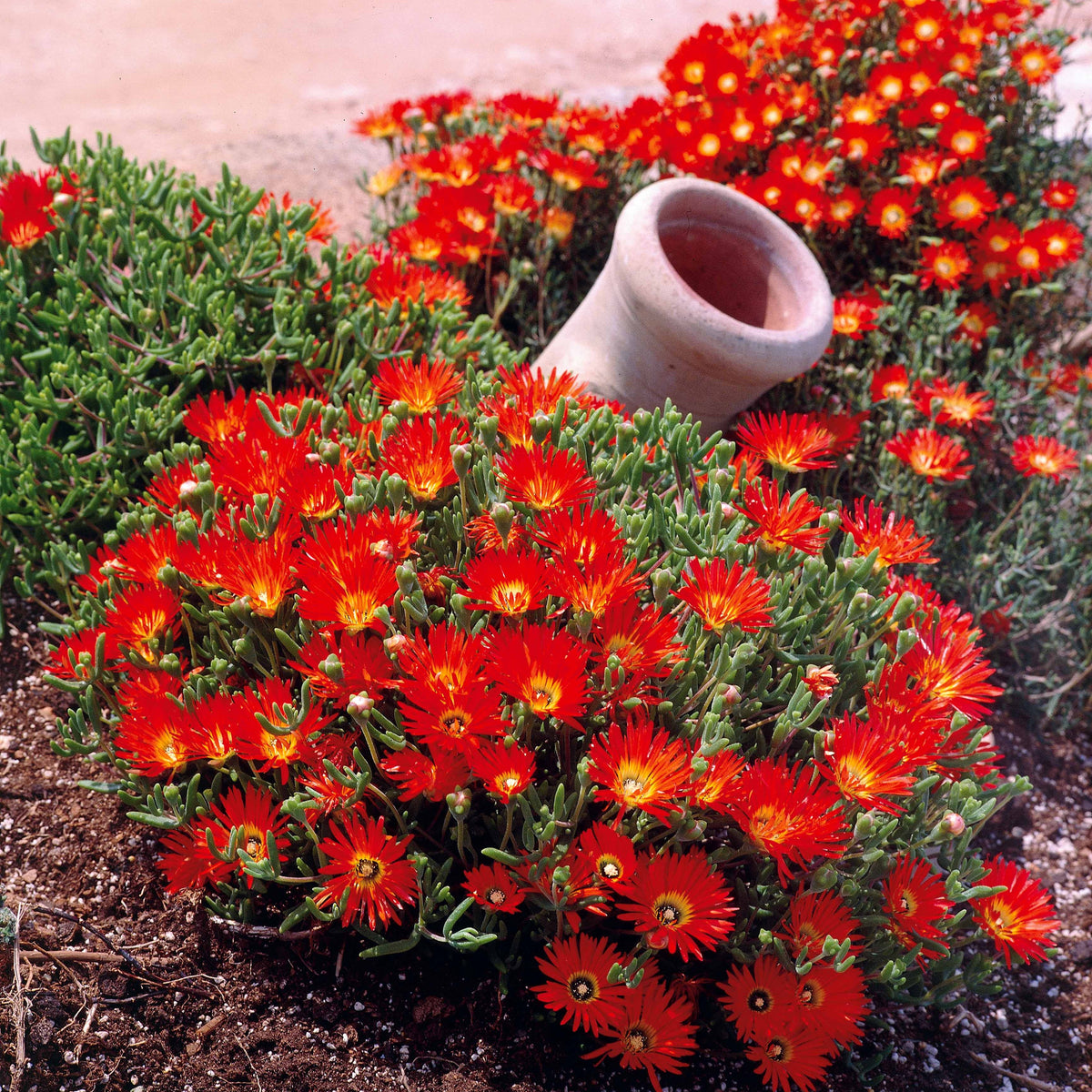 3 Ficoïdes rouges - Lampranthus aurantiacus - Plantes