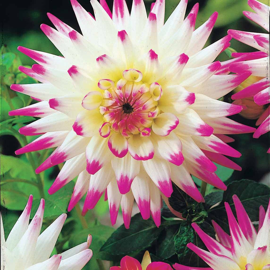 3 Dahlias cactus Haley Jane - Dahlia cactus haley jane - Willemse