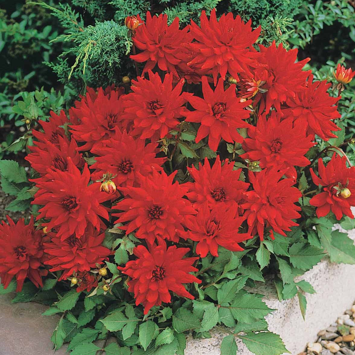 3 Dahlias cactus nain Red Pigmy - Dahlia Red Pigmy - Willemse