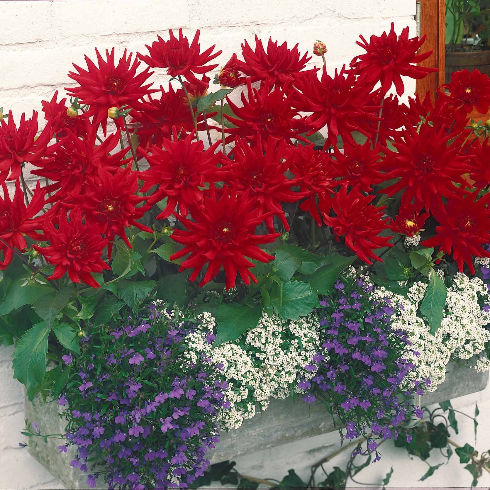 3 Dahlias cactus nain Red Pigmy - Dahlia red pigmy - Bulbes à fleurs