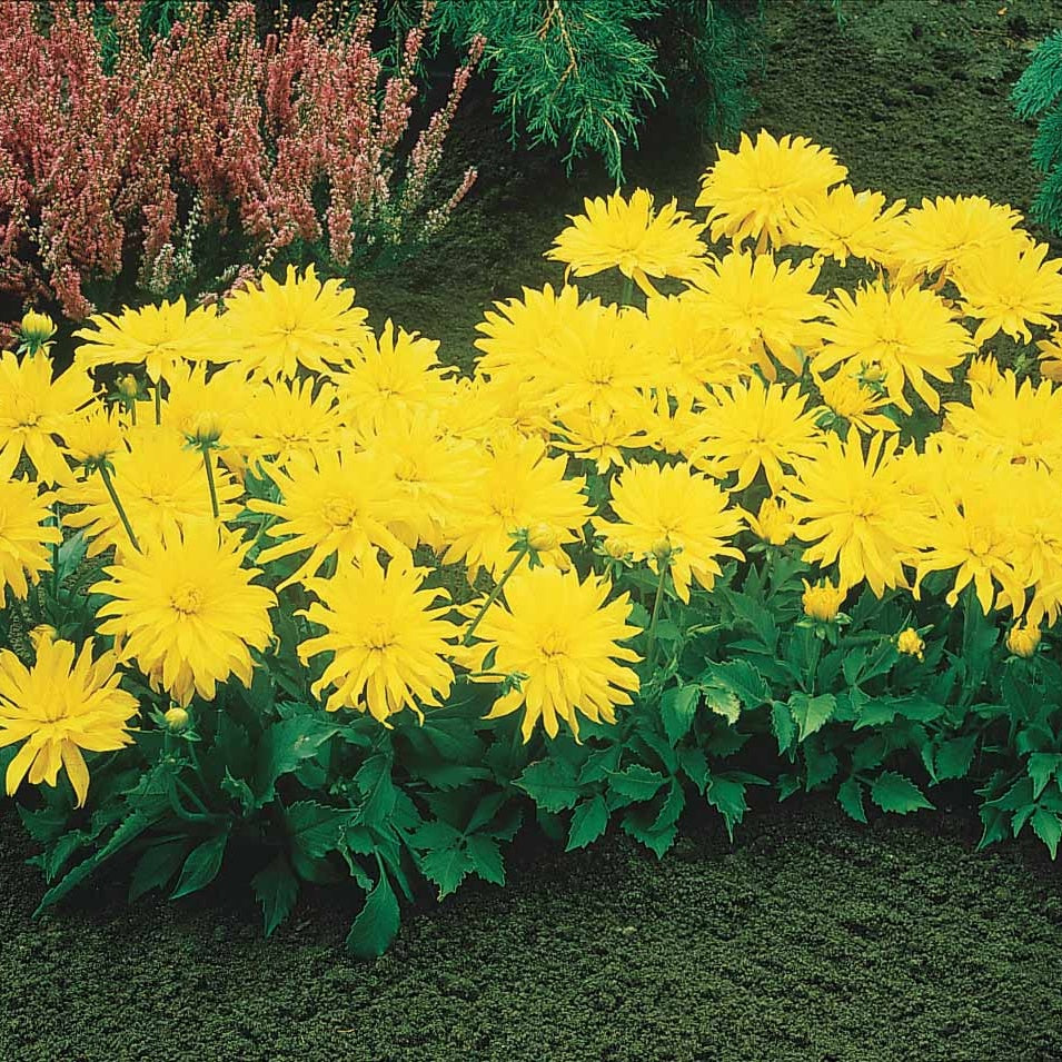 3 Dahlias cactus nain Yellow Happiness - Dahlia yellow happiness - Willemse