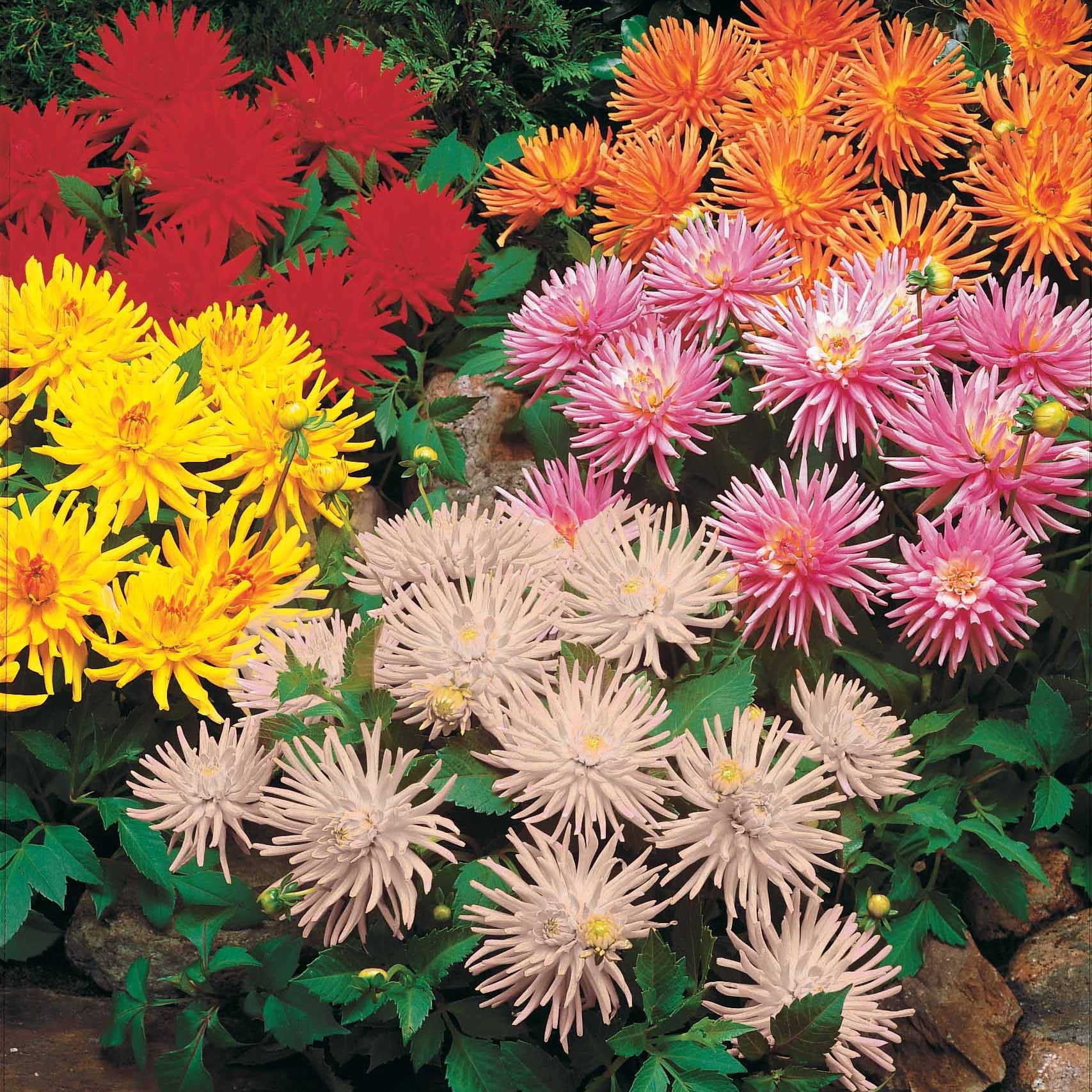 3 Dahlias cactus nain White Happiness - Dahlia white happiness - Dahlia