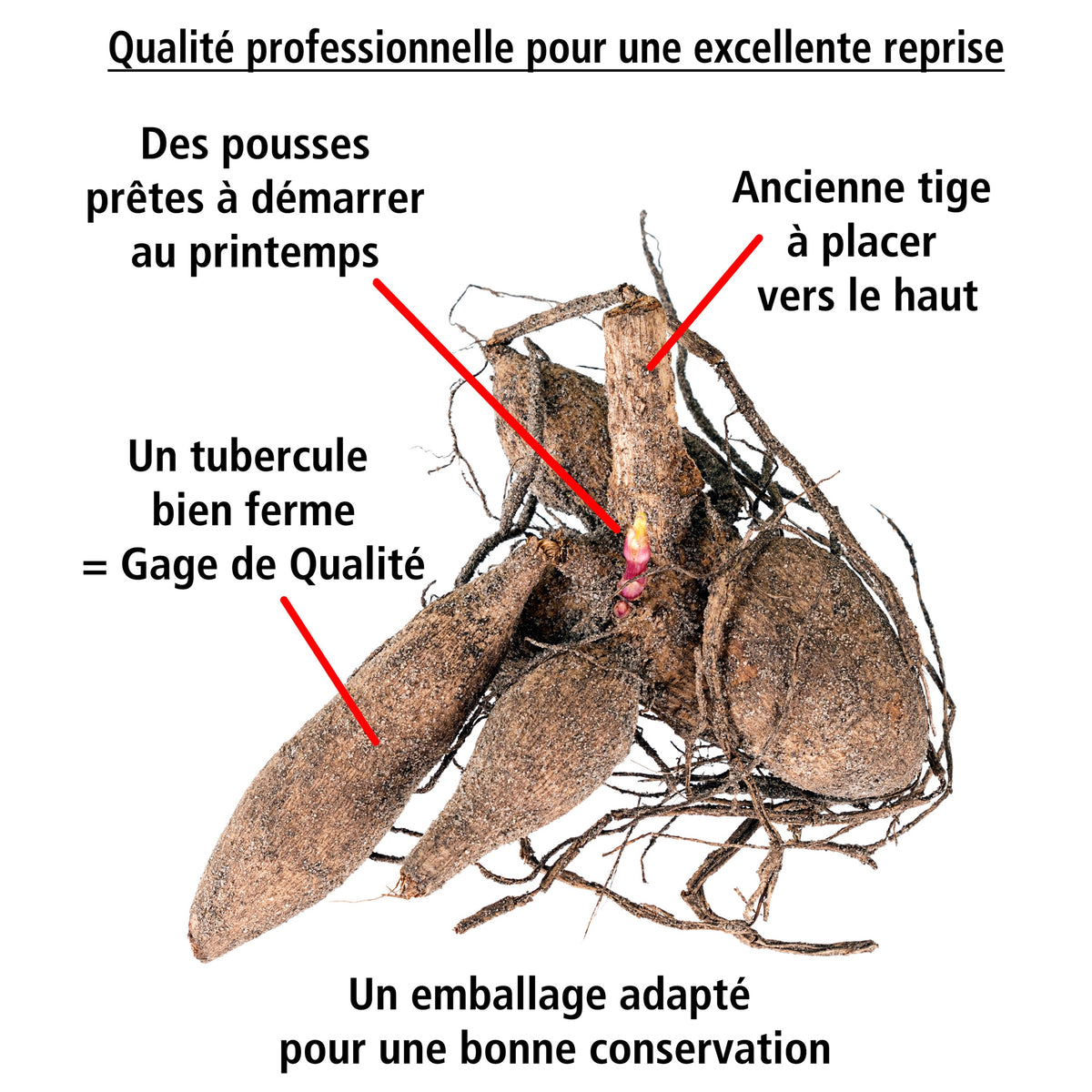 3 Dahlias décoratifs Tricolore - Dahlia tricolore - Willemse