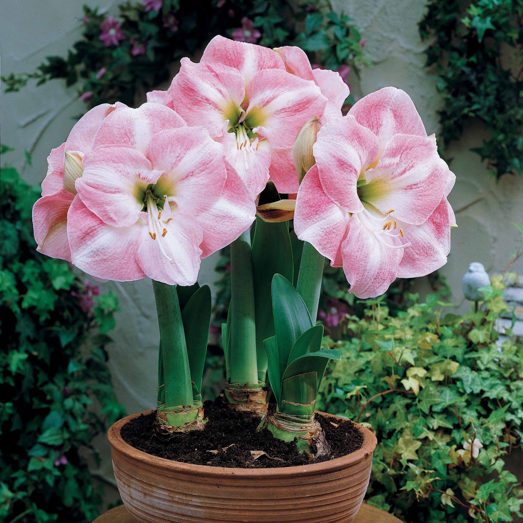 Amaryllis naine Angélique - Amaryllis angelique - Plantes