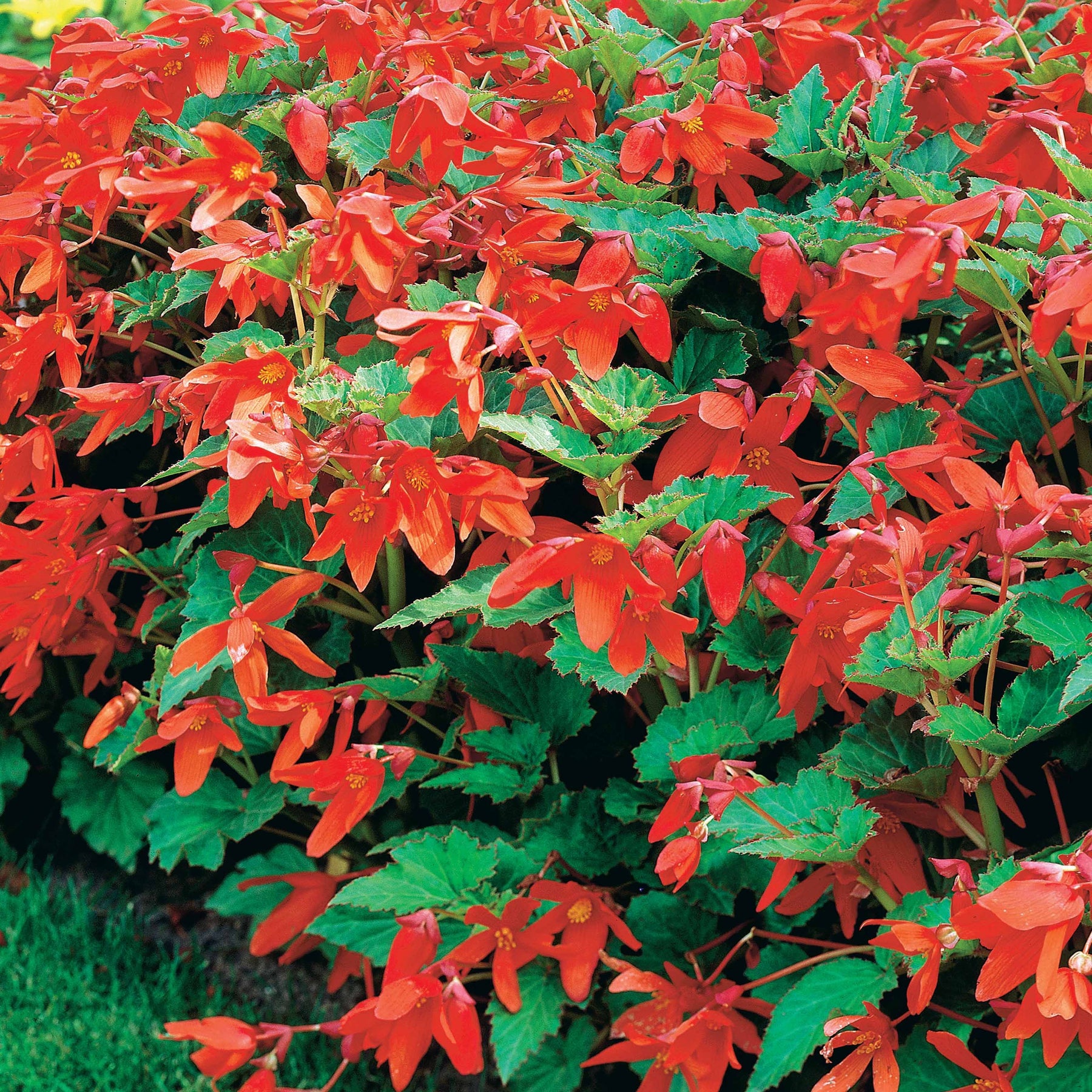 2 Bégonias Tanaïs - Begonia bertinii tanaïs - Bulbes à fleurs