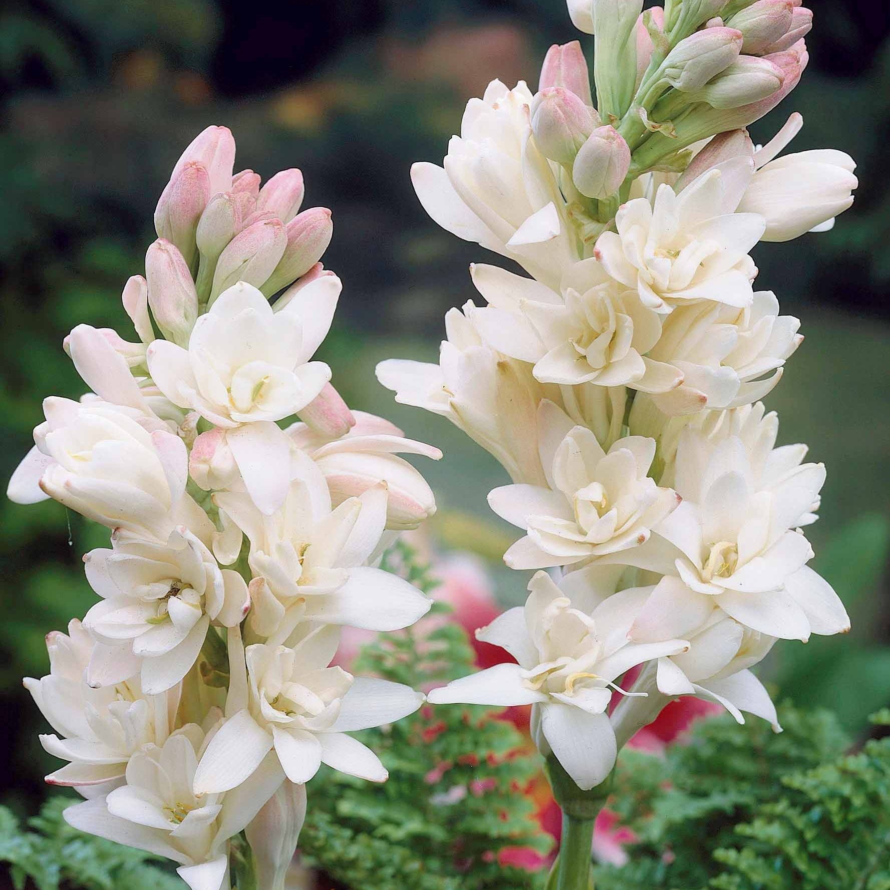 3 Tubéreuses La perle - Polianthes tuberosa the pearl - Plantes