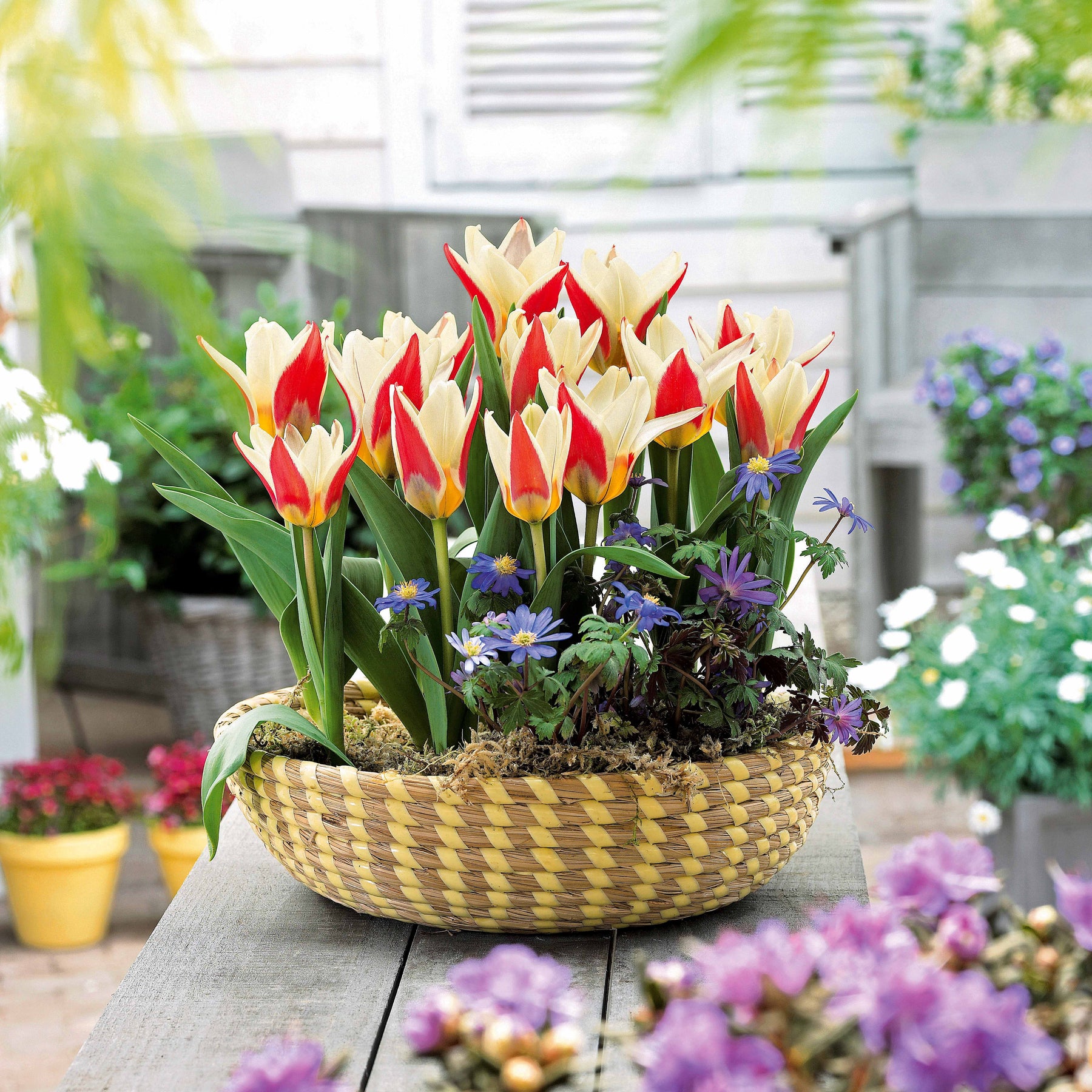 10 Tulipes botaniques Ancilla - Tulipa kaufmanniana ancilla - Bulbes à fleurs