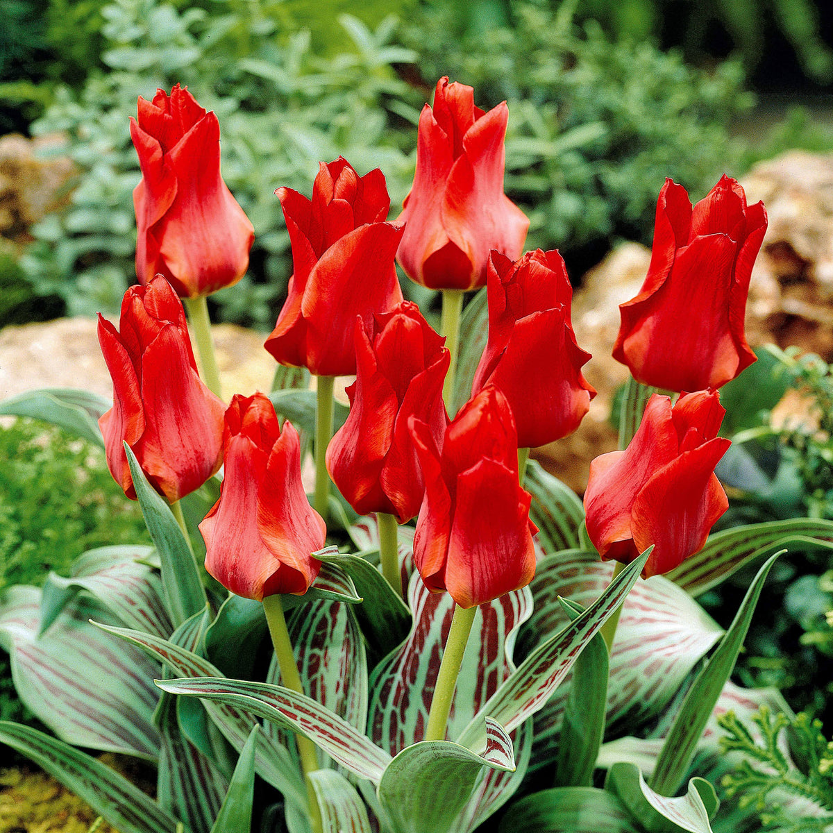 10 Tulipes Chaperon Rouge - Tulipa greigii chaperon rouge - Plantes