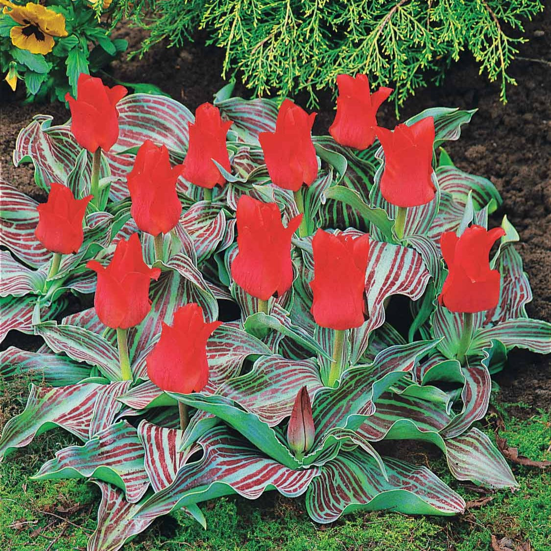 10 Tulipes Chaperon Rouge - Tulipa greigii chaperon rouge - Bulbes à fleurs