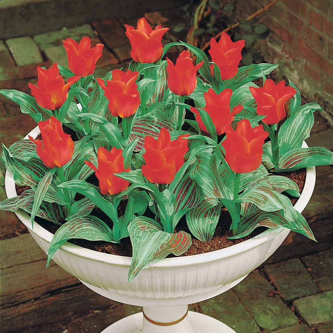 10 Tulipes Chaperon Rouge - Tulipa greigii chaperon rouge - Tulipe