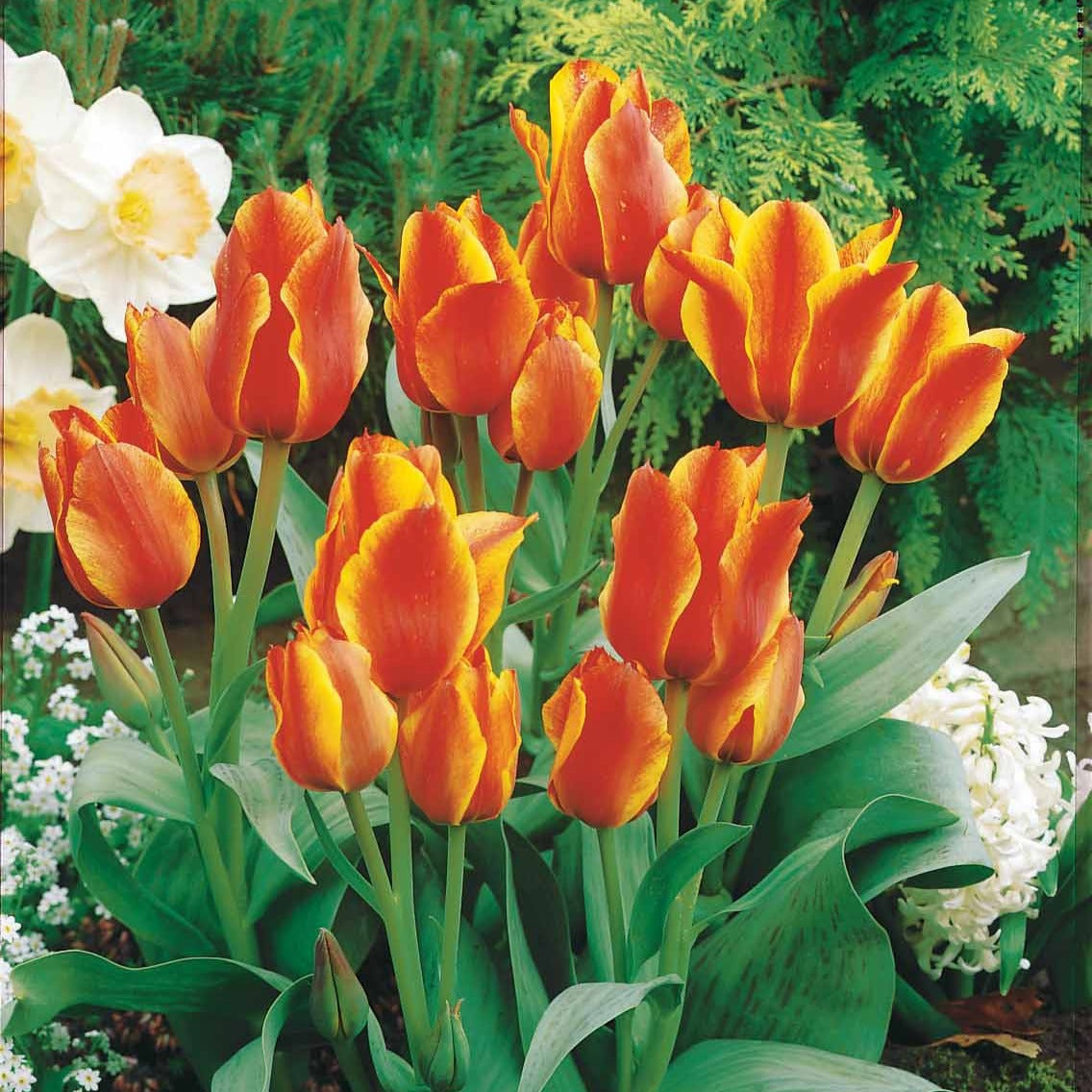 10 Tulipes botaniques Winnipeg - Tulipa Winnipeg - Willemse