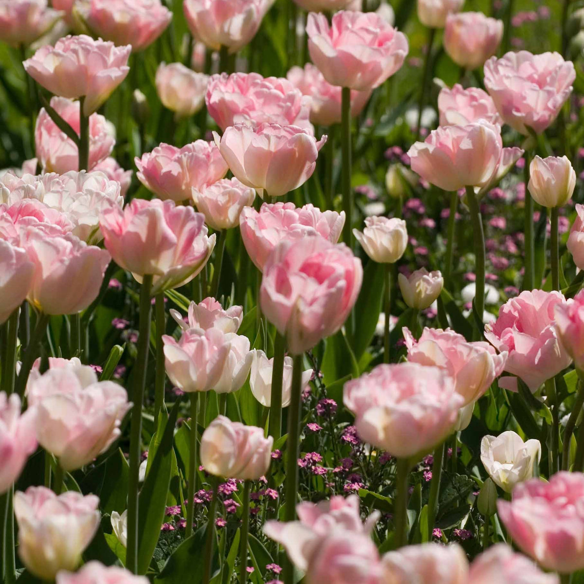 10 Tulipes à fleur de pivoine Angélique - Tulipa angélique - Bulbes à fleurs