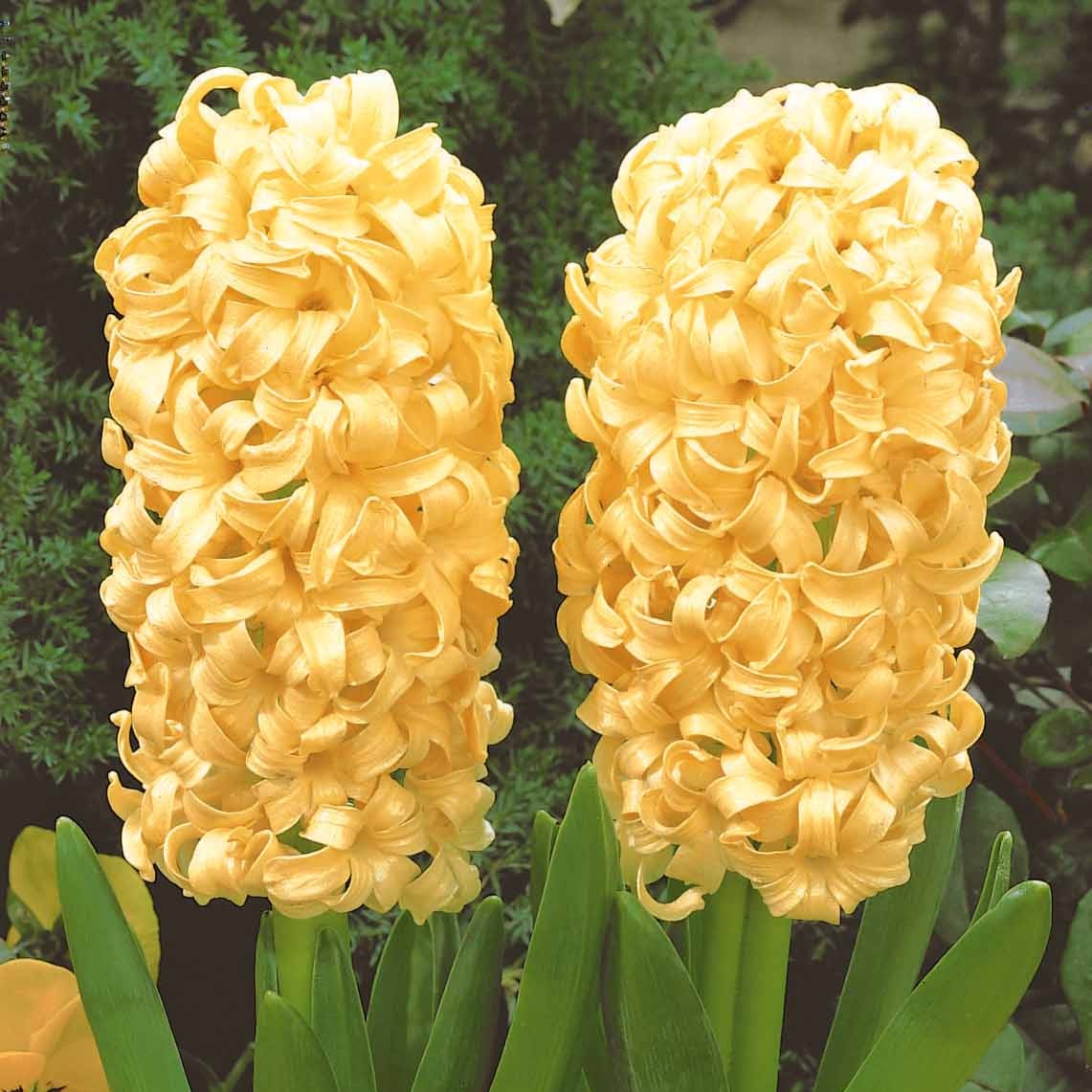 6 Jacinthes City of Haarlem jaune - Hyacintus orientalis city of haarlem - Willemse