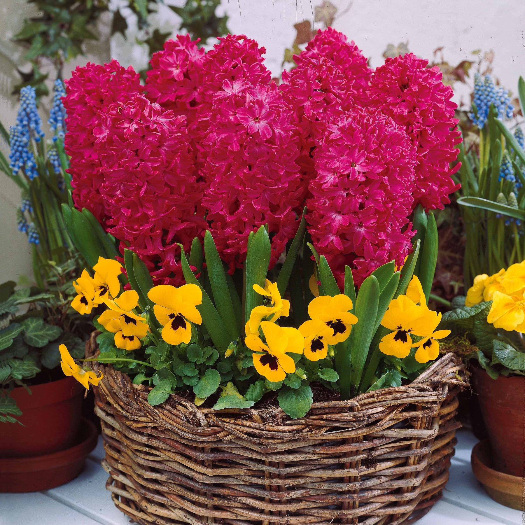 6 Jacinthes Jan Bos rouge - Hyacinthus orientalis jan bos - Plantes