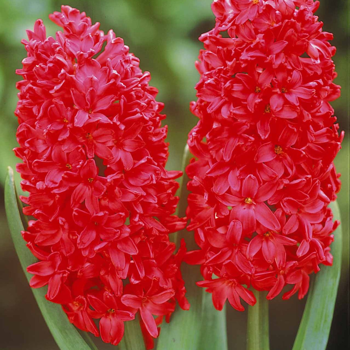 6 Jacinthes Jan Bos rouge - Hyacinthus orientalis jan bos - Willemse
