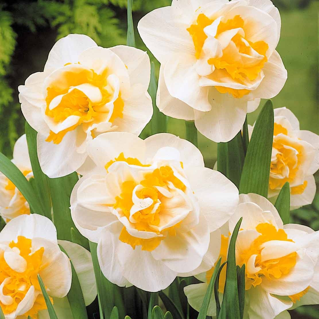 10 Narcisses à fleurs doubles White Lion - Narcissus white lion - Willemse