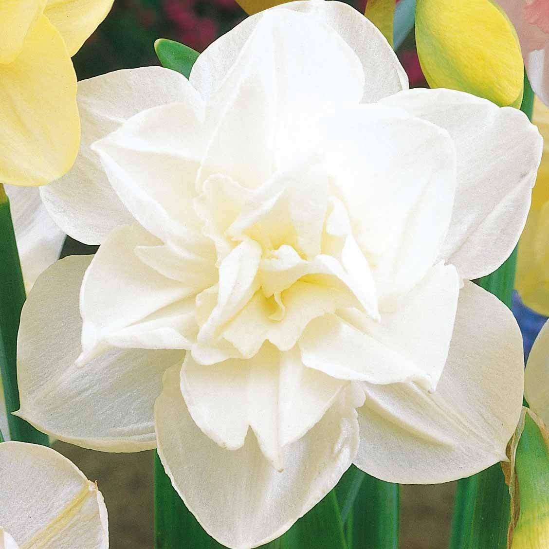 10 Narcisses à fleurs doubles Obdam - Narcissus obdam - Plantes