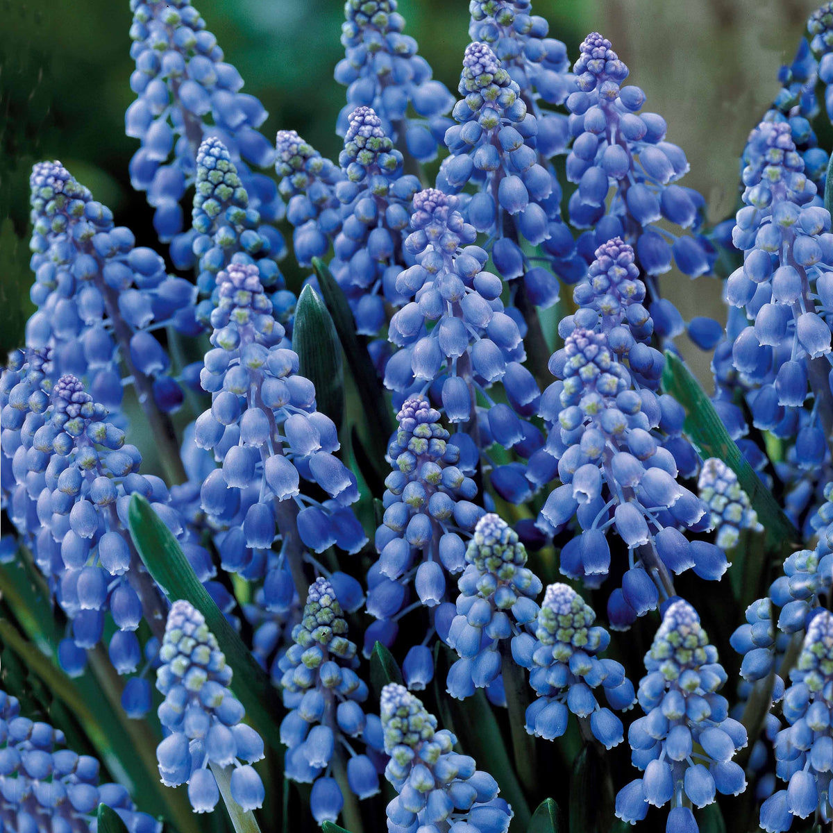 10 Muscaris bleus - Muscari armeniacum - Plantes