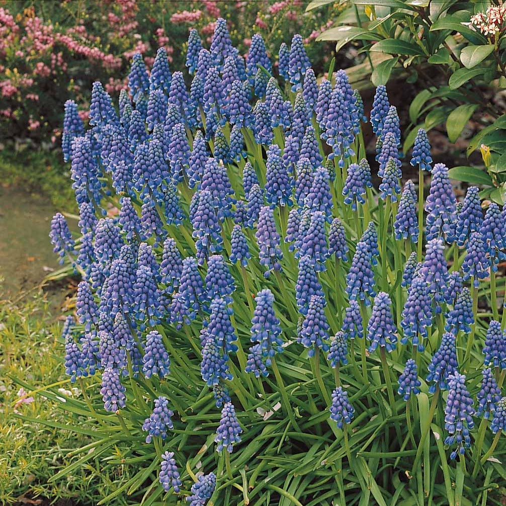 10 Muscaris bleus - Muscari armeniacum - Willemse