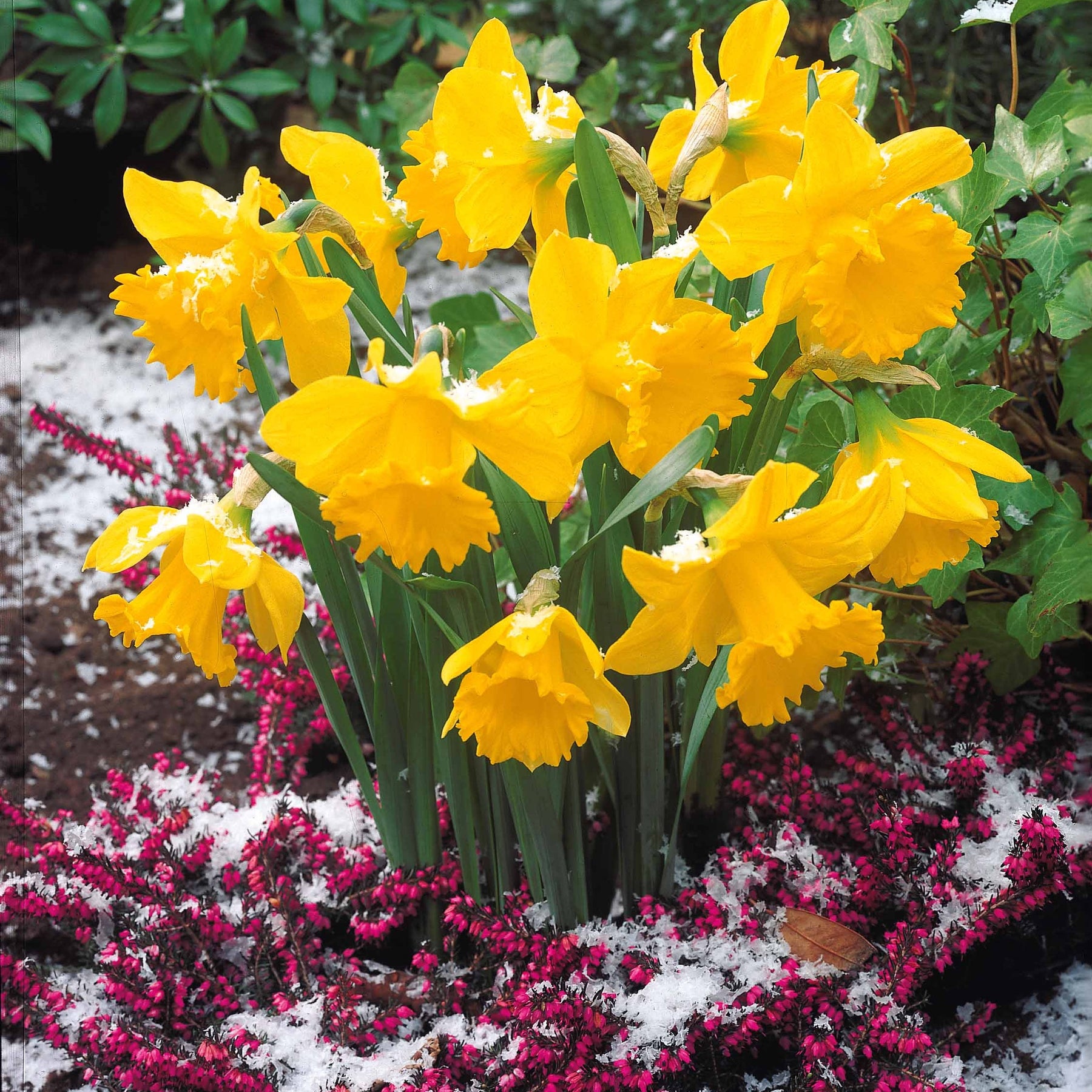 10 Narcisses Rijnveld Early Sensation - Narcissus rijnsveld early sensation - Plantes