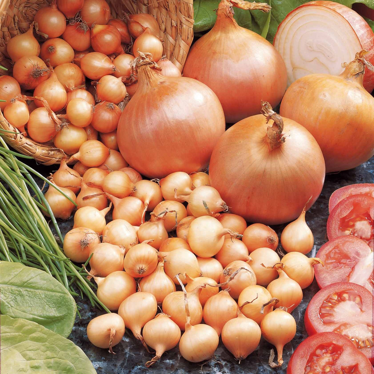 Oignon Centurion F1 - Allium cepa centurion f1 - Willemse