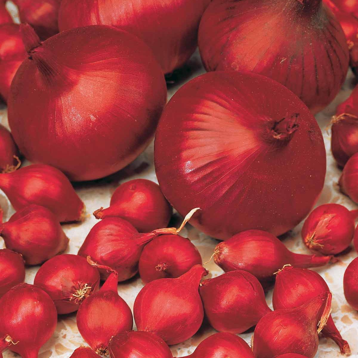 Oignon Rouge foncé de Brunswick - Allium cepa de brunswick - Potager