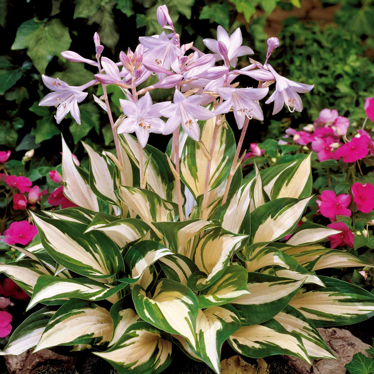 Hosta Feu et glace - Hosta Fire and Ice - Willemse