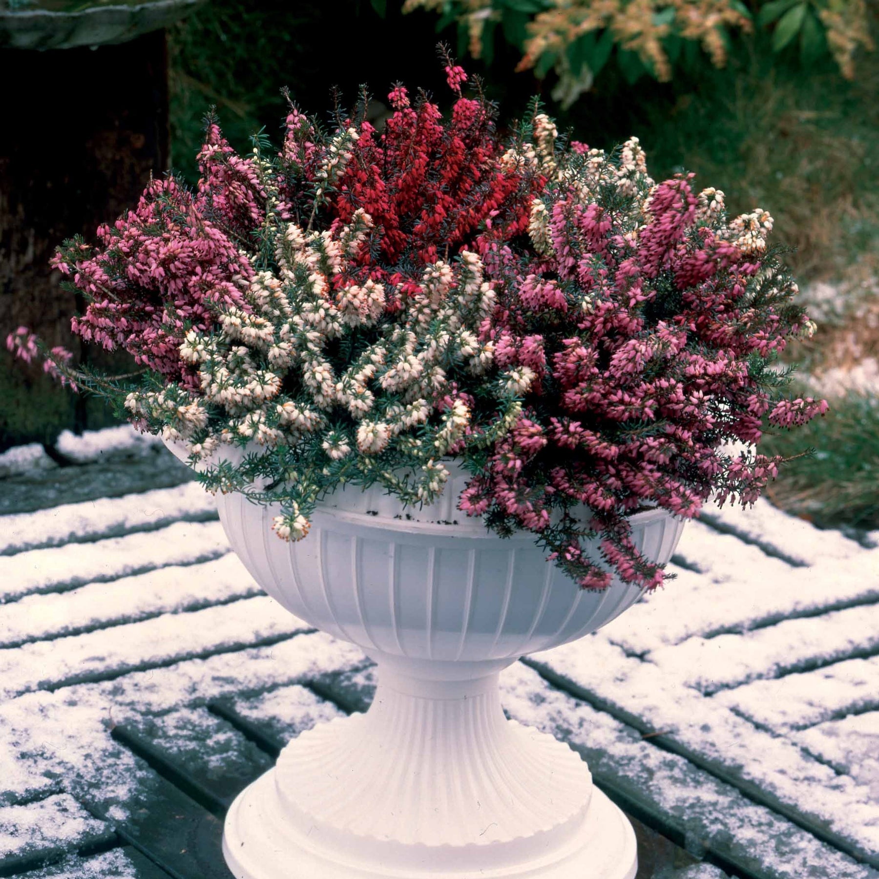 3 Bruyères d'hiver rouges - Erica carnea - Bruyères