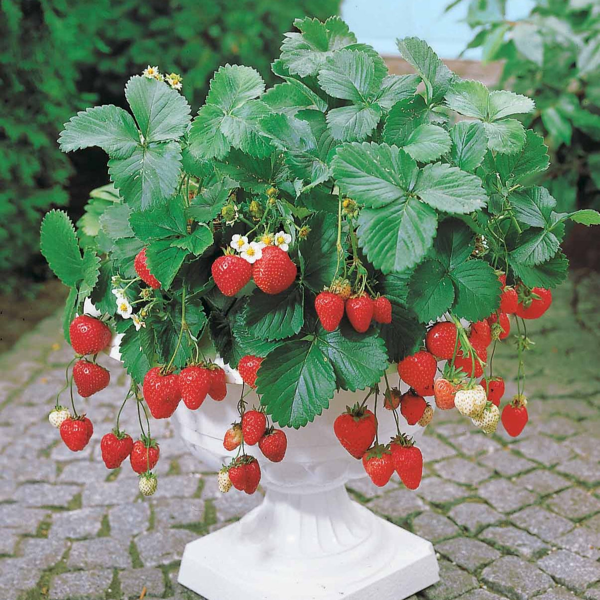 Fraisier remontant Maestro ® - Fragaria maestro ® cov 89.98.1 - Willemse