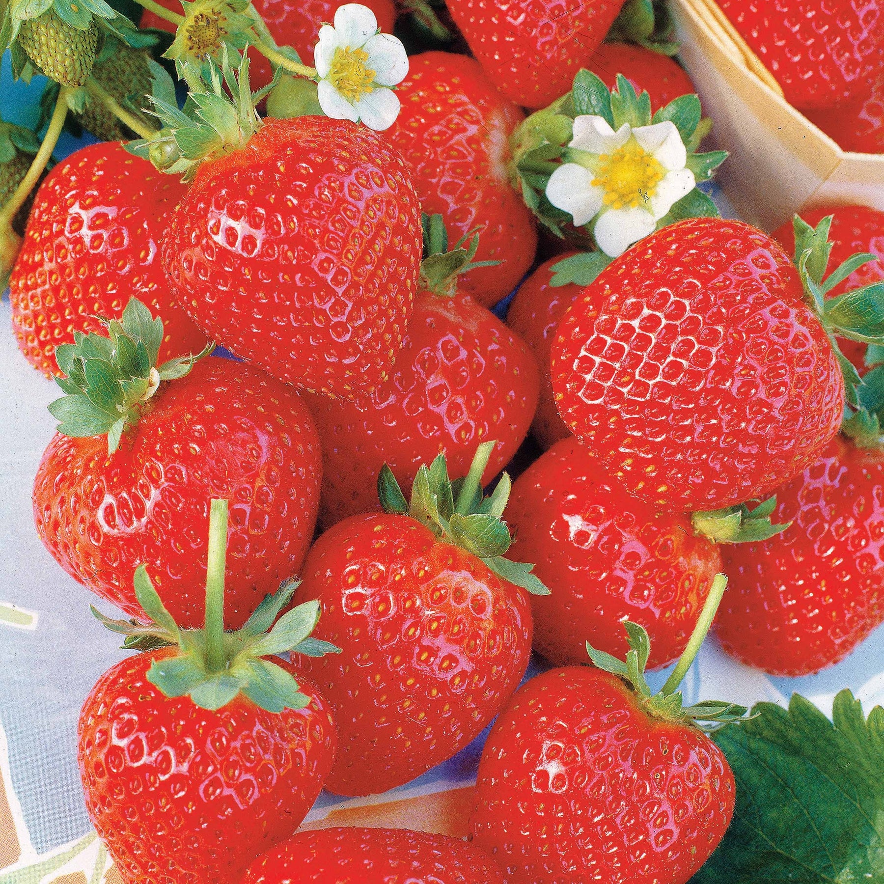 20 Fraisiers remontants La Savoureuse de Willemse ® - Fragaria la savoureuse de willemse ® - Fraisiers