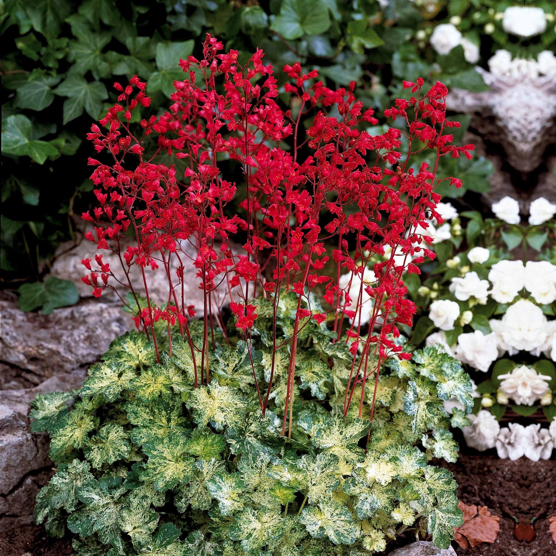 3 Heuchères hybride Hercules ® - Heuchera hercules - Plantes