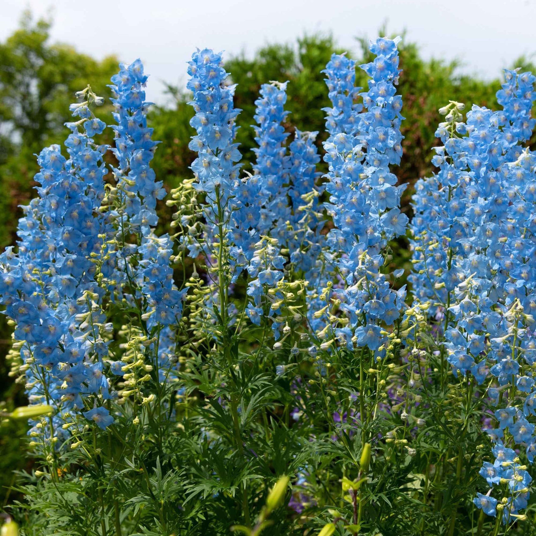 5 Delphiniums Ciel Bleu - Delphinium ciel bleu