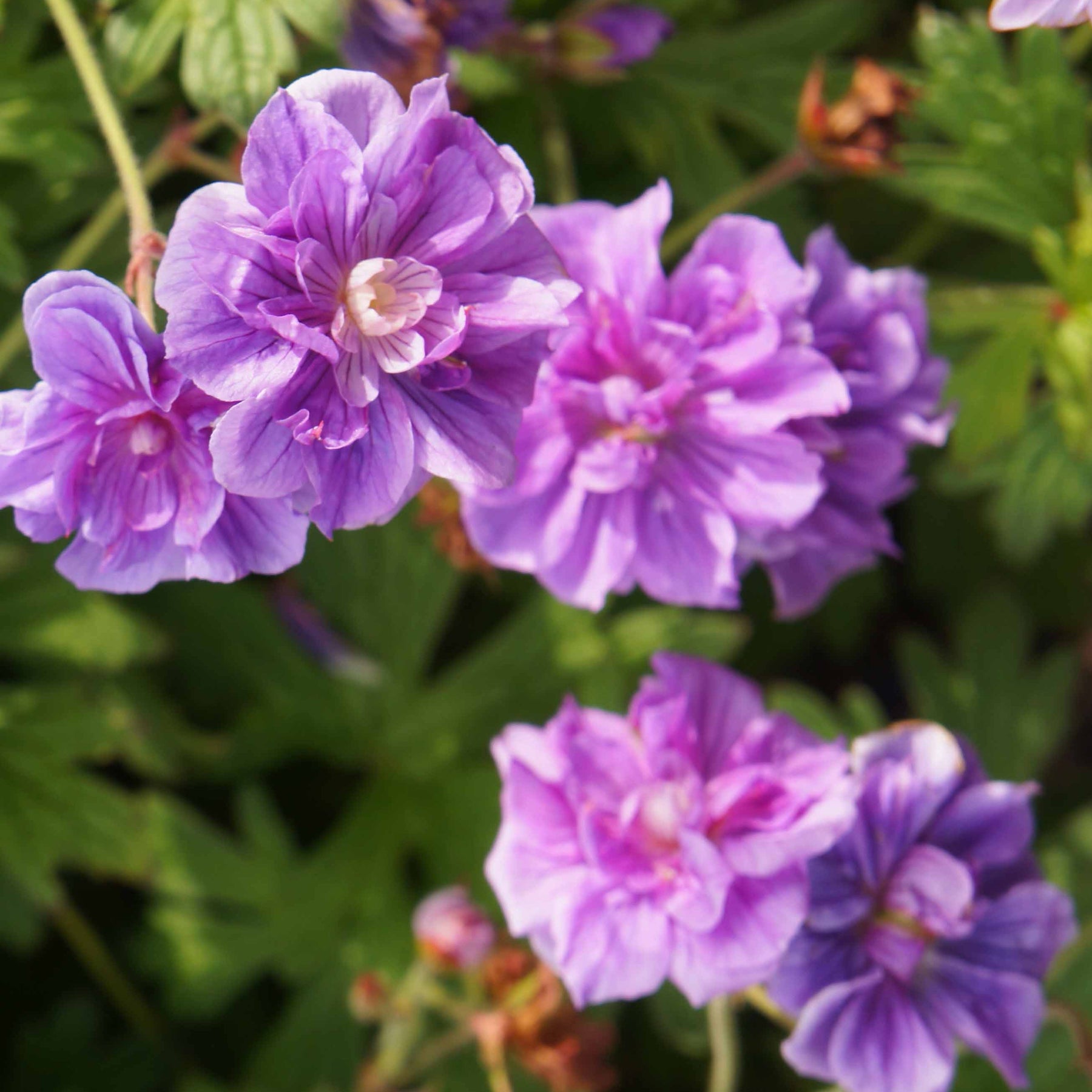 2 Géraniums vivaces à fleurs doubles bleue - Geranium pratense plenum caeruleum - Plantes vivaces