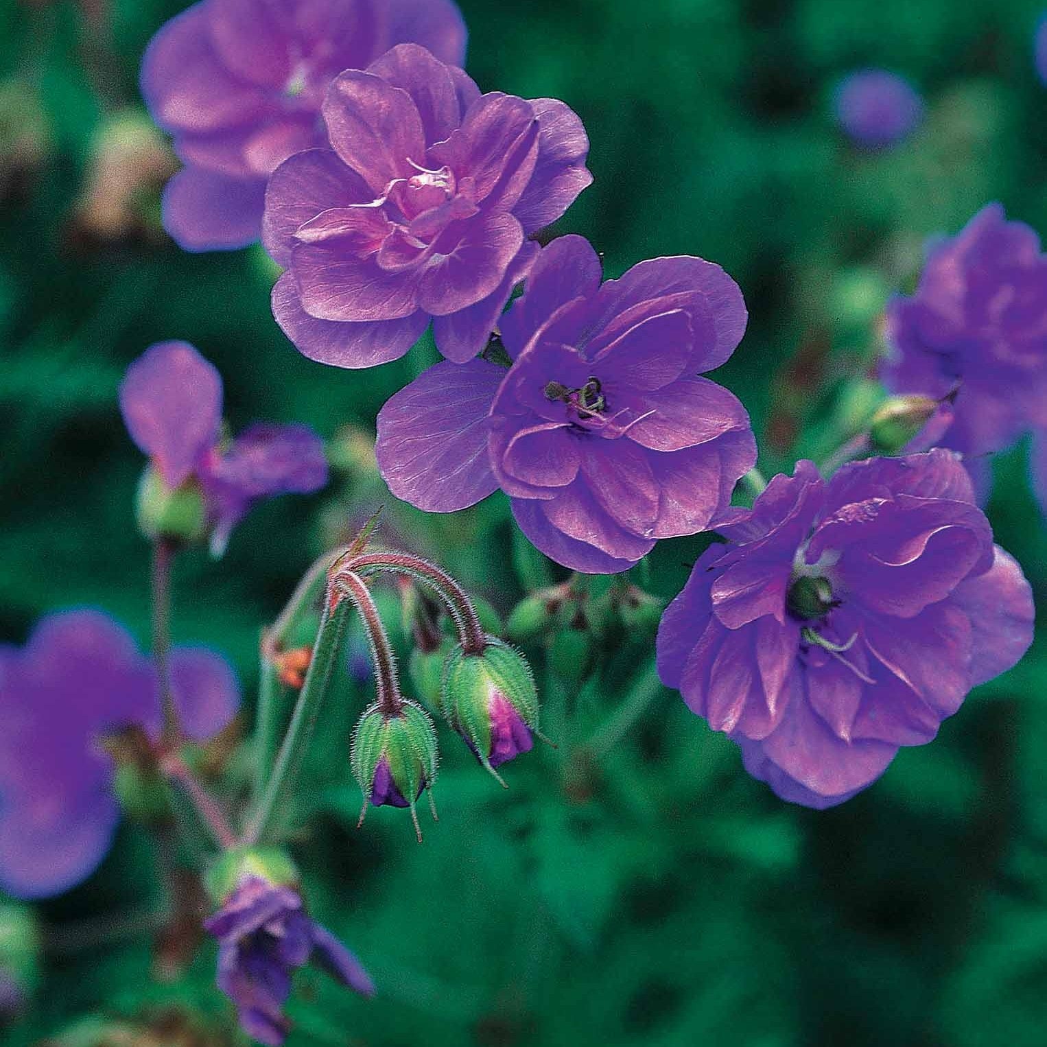 2 Géraniums vivaces à fleurs doubles bleue - Geranium pratense plenum caeruleum - Géraniums vivaces