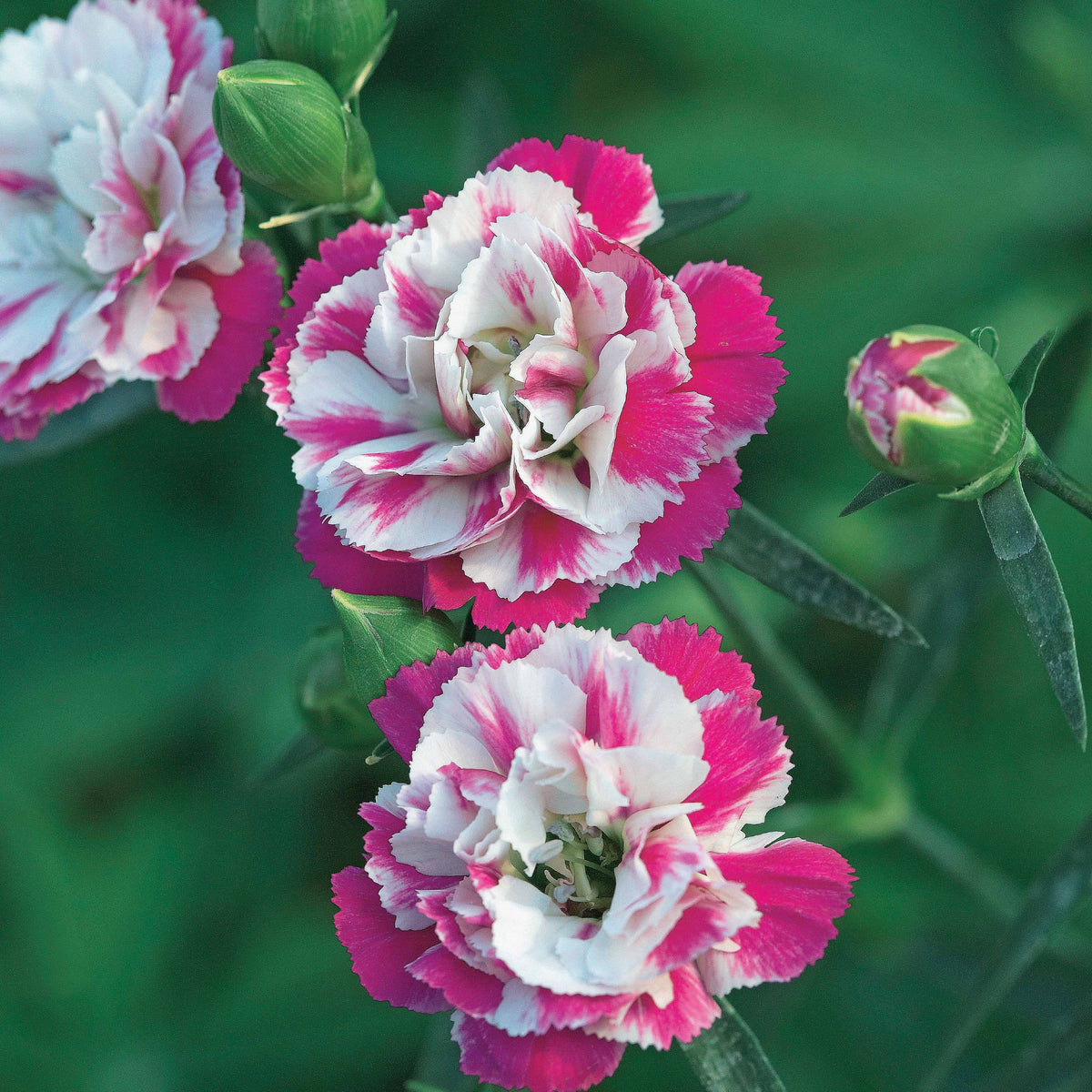 2 Œillets Paradis roses - Dianthus pink heaven - Willemse
