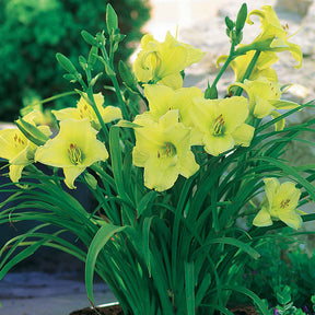 3 Hémérocalles jaune et parfumée - Hemerocallis fragrant returns - Fleurs vivaces