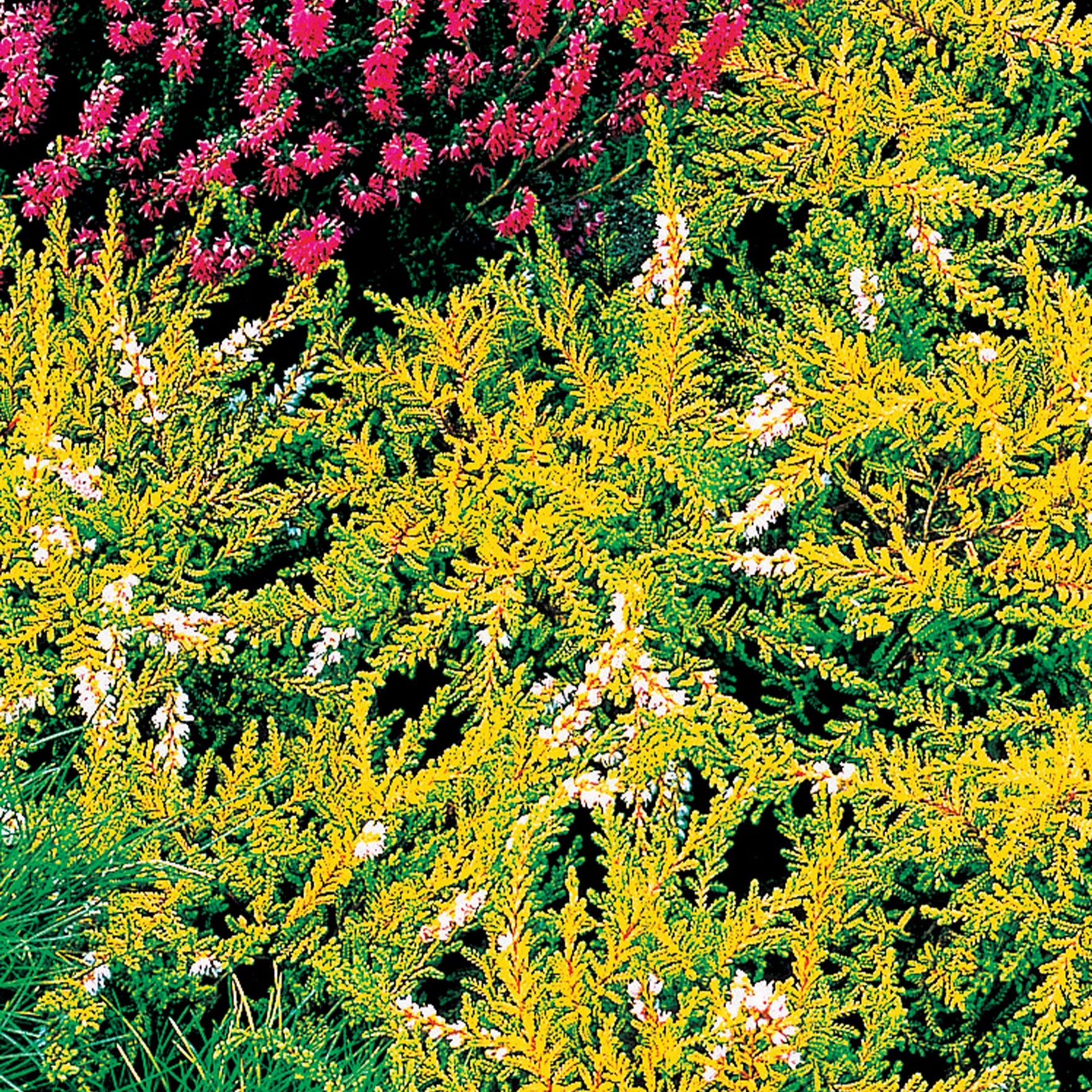 3 Bruyères d'été rose à feuilles jaunes - Calluna vulgaris