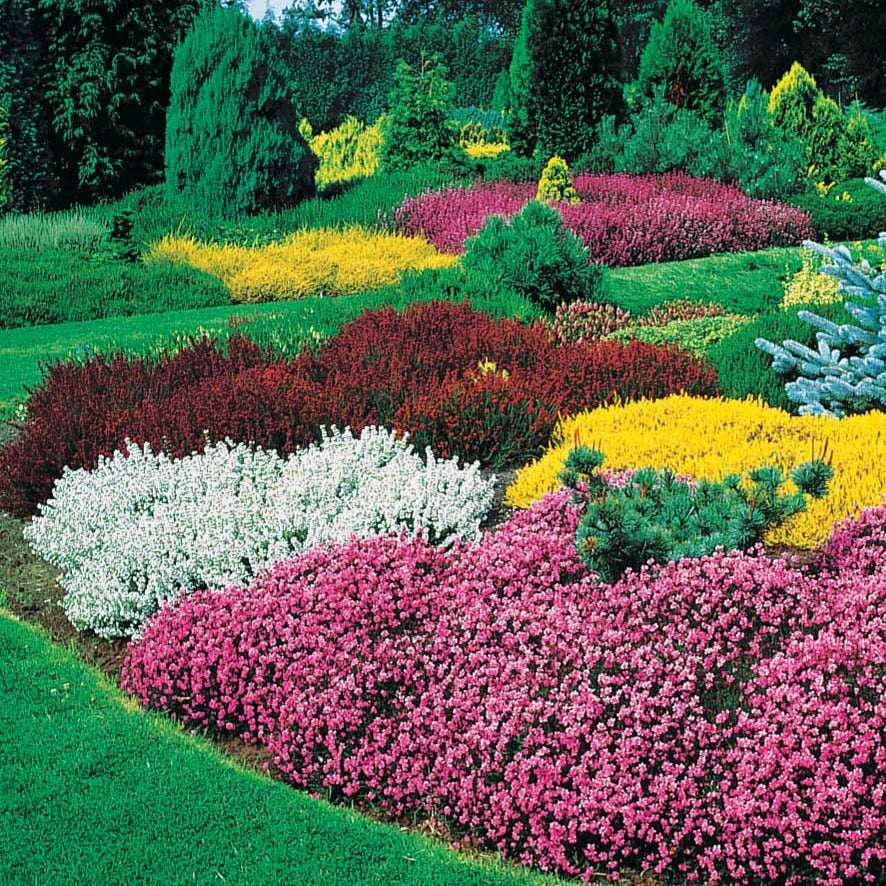 3 Bruyères d'été rose à feuilles jaunes - Calluna vulgaris - Bruyères