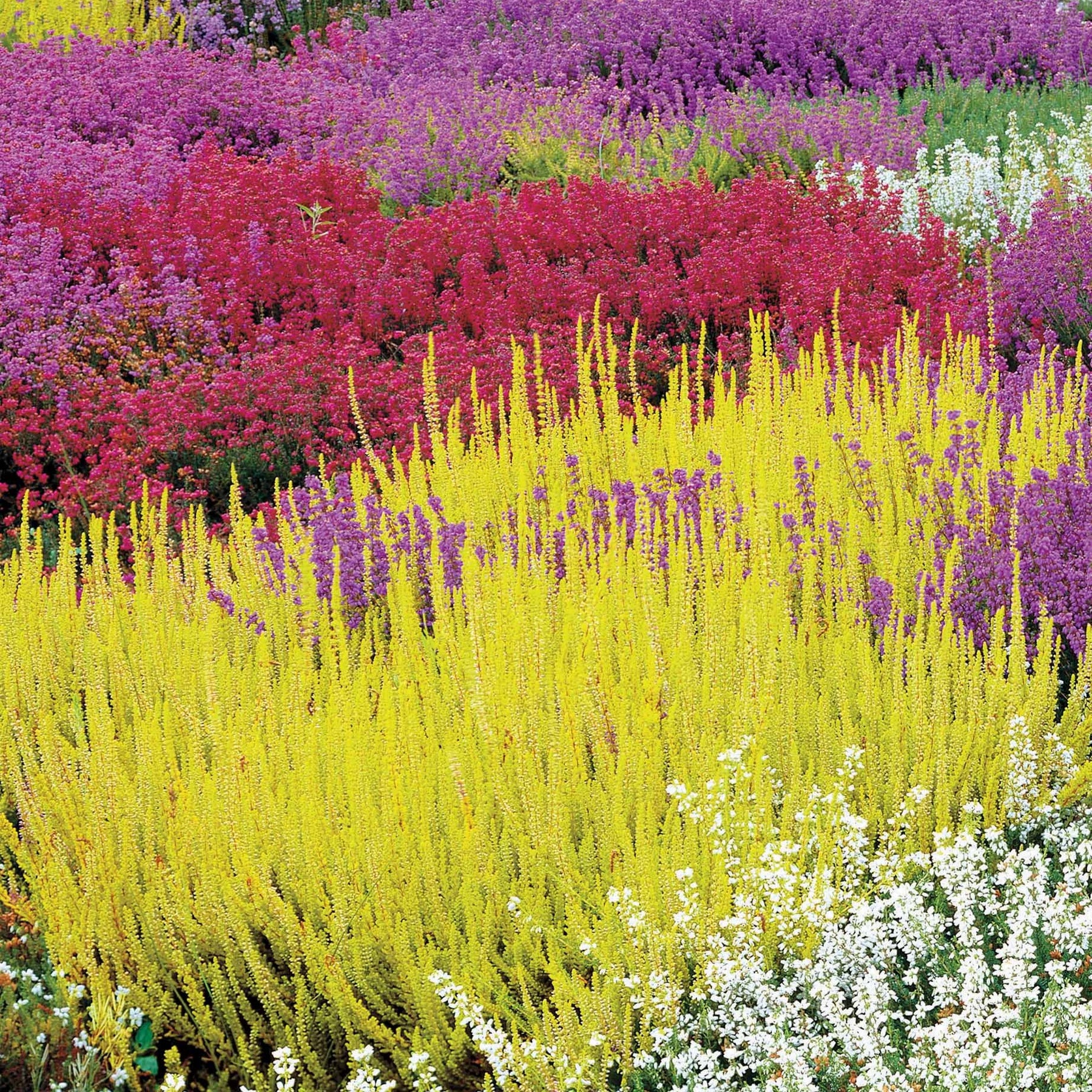 3 Bruyères d'été rose à feuilles jaunes - Calluna vulgaris