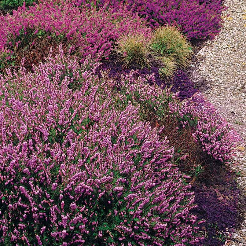 3 Bruyères d'été rose à feuilles vertes - Calluna vulgaris - Plantes vivaces