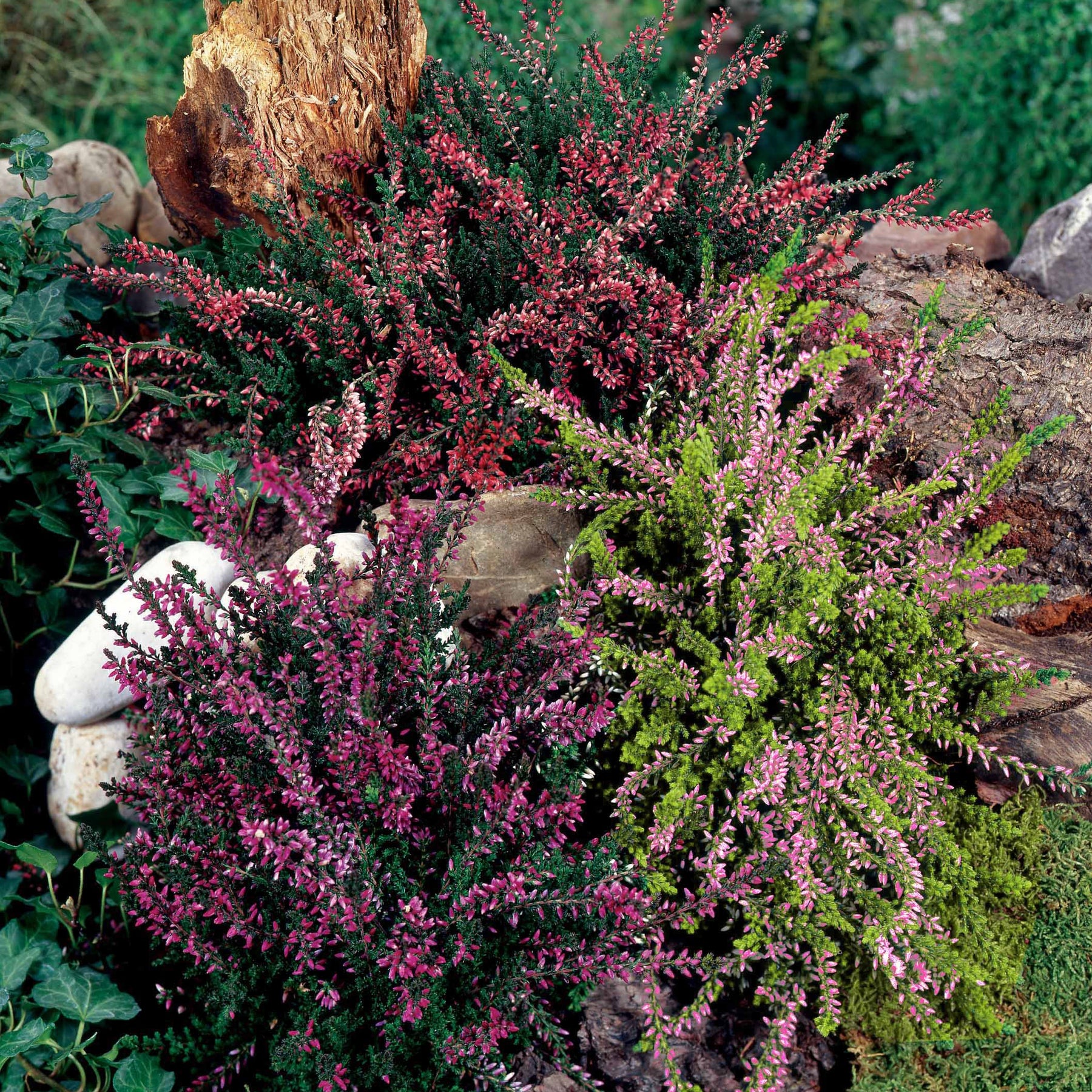 3 Bruyères d'été rose à feuilles vertes - Calluna vulgaris