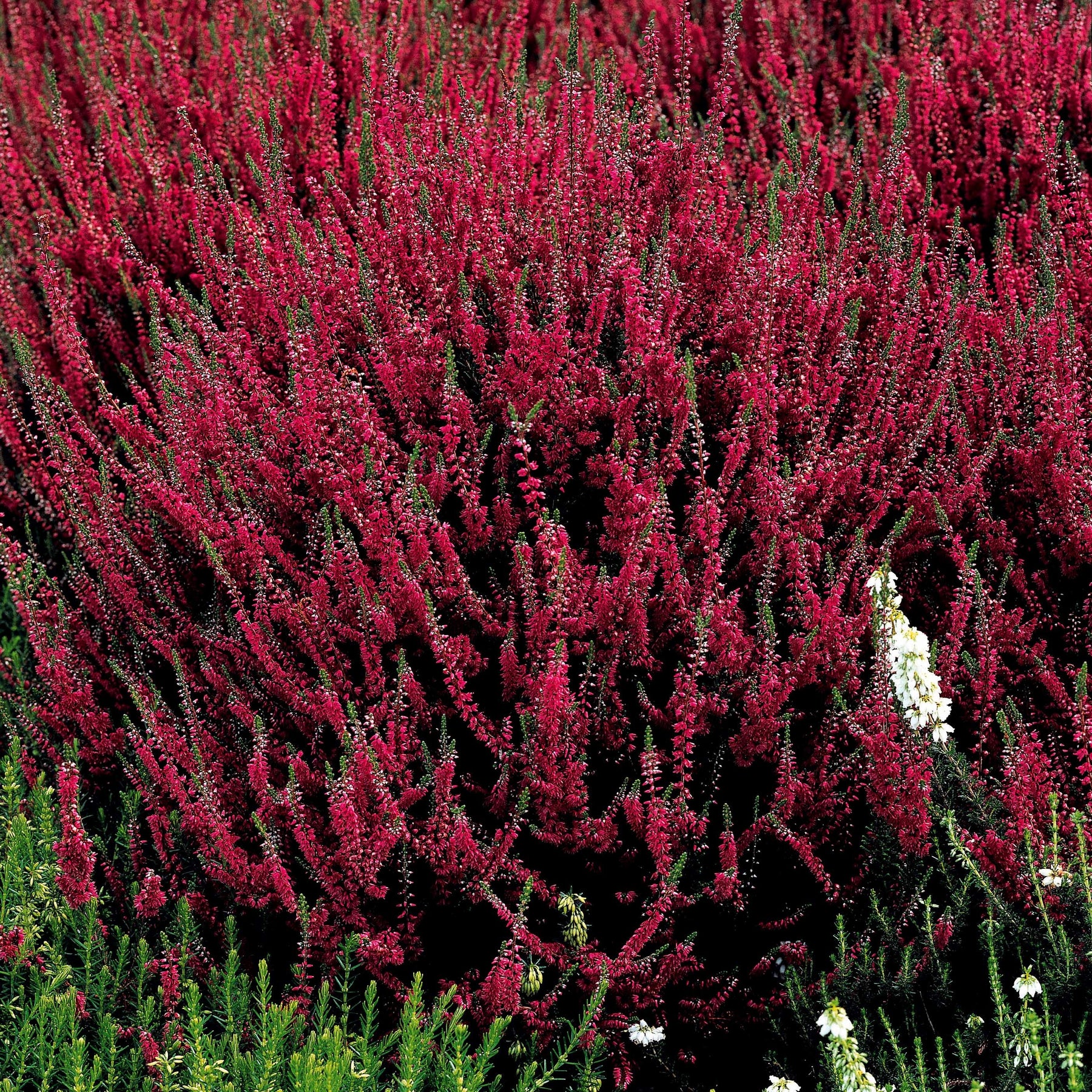 3 Bruyères d'été - Calluna vulgaris - Plantes