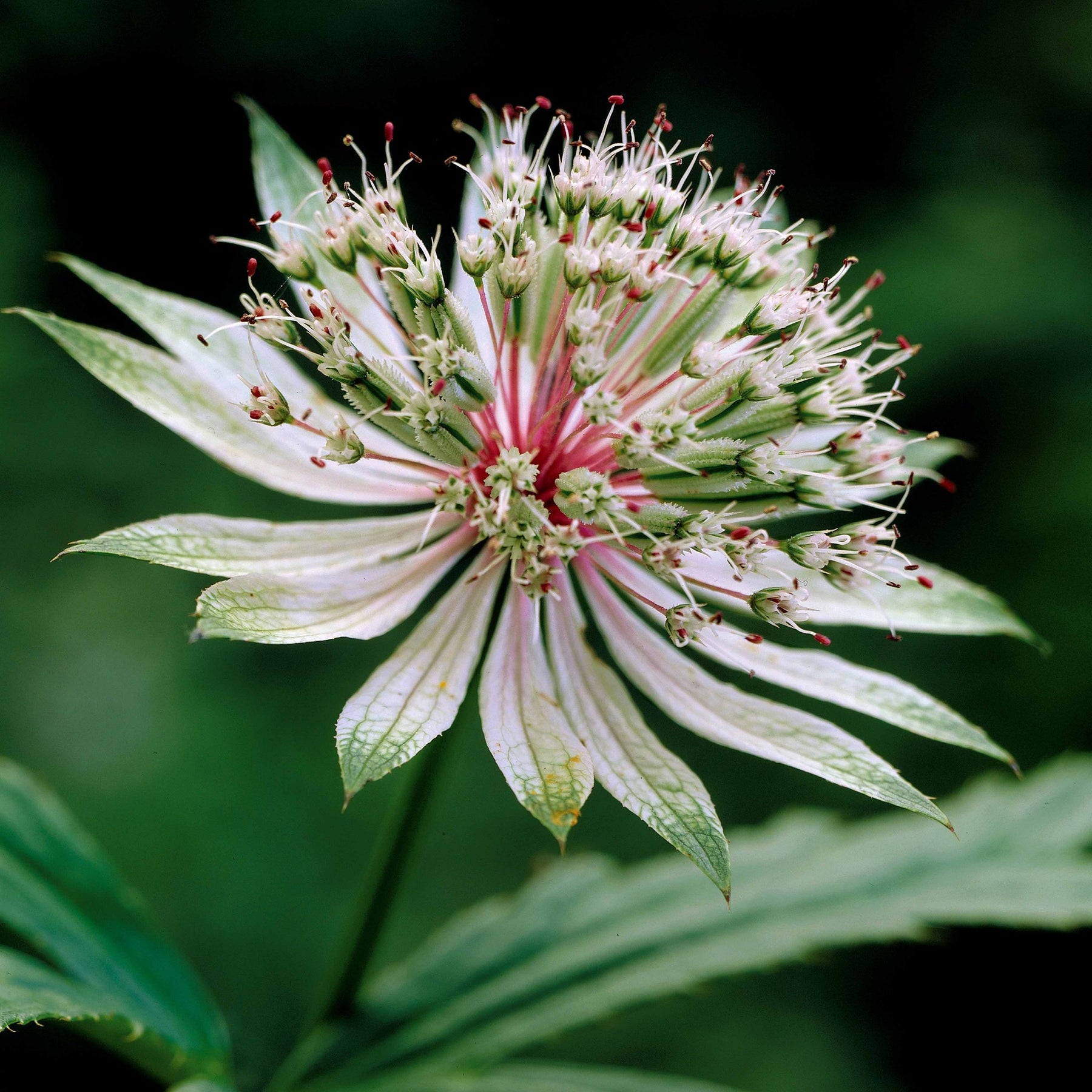 2 Astrances blanches - Astrantia major star of royals - Plantes